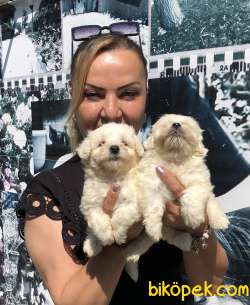 Harika Maltese Terrier Yavrularımız 5