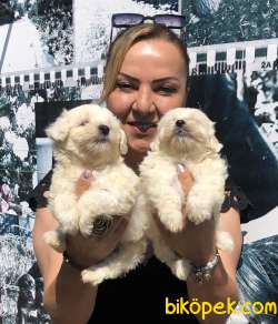 Harika Maltese Terrier Yavrularımız 3