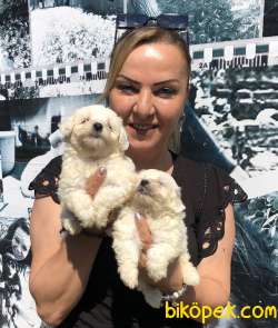 Harika Maltese Terrier Yavrularımız 1