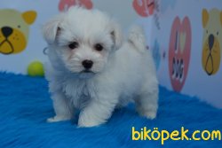 HARİKA MALTESE  TERRİER YAVRUMUZ 4