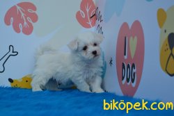 HARİKA MALTESE  TERRİER YAVRUMUZ 5