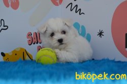 HARİKA MALTESE  TERRİER YAVRUMUZ 3