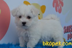 HARİKA MALTESE  TERRİER YAVRUMUZ 2