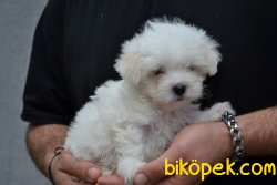 HARİKA MALTESE TERRİER YAVRUMUZ 1