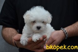 HARİKA MALTESE TERRİER YAVRUMUZ 4