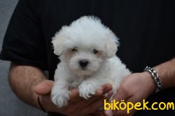 HARİKA MALTESE TERRİER YAVRUMUZ 3