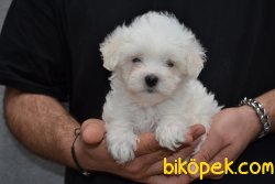 HARİKA MALTESE TERRİER YAVRUMUZ 2