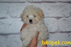 HARİKA MALTİPOO BEBEKLER 3