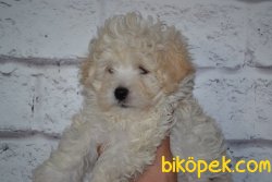 HARİKA MALTİPOO BEBEKLER 1