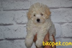 HARİKA MALTİPOO BEBEKLER 2
