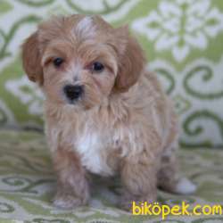 HARİKA MALTİPOO BEBEKLER 1
