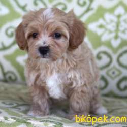 HARİKA MALTİPOO BEBEKLER 2