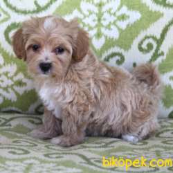 HARİKA MALTİPOO BEBEKLER 3