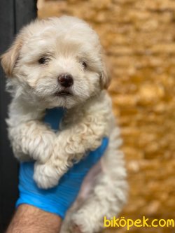 HARİKA MALTİPOO YAVRULARIMIZ 2