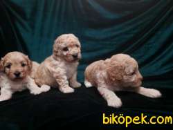 Harika Maltipoo Yavrularimiz 1