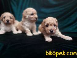 Harika Maltipoo Yavrularimiz 2