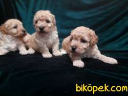 Harika Maltipoo Yavrularimiz 3