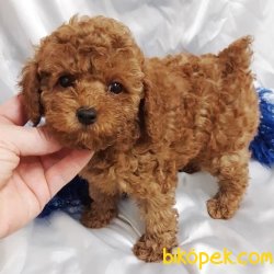 HARİKA POODLE BEBEKLER 2