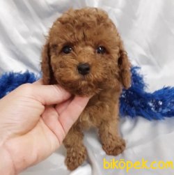 HARİKA POODLE BEBEKLER 1