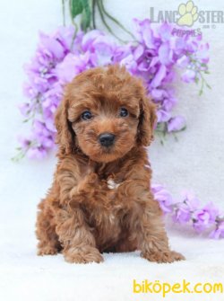 HARİKA POODLE BEBEKLER 3