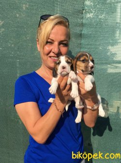 Harika Sevimli Elizabeth Beagle Yavrularımız 2