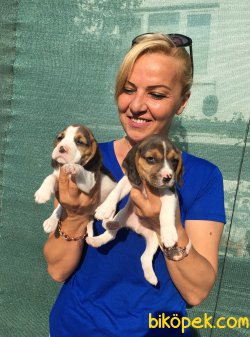 Harika Sevimli Elizabeth Beagle Yavrularımız 5