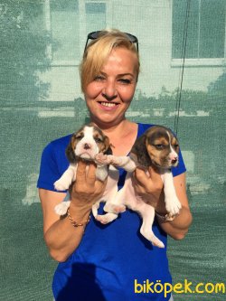 Harika Sevimli Elizabeth Beagle Yavrularımız 3