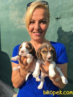 Harika Sevimli Elizabeth Beagle Yavrularımız 4
