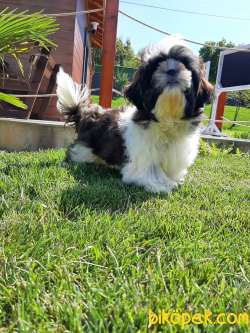 HARİKA SHIH TZU YAVRULARI ÇİFTLİKTEN 3