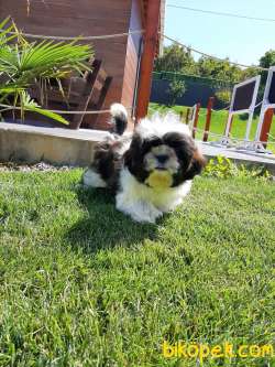 HARİKA SHIH TZU YAVRULARI ÇİFTLİKTEN 1