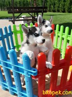 Harika Sibirya Husky Yavrularımız 4
