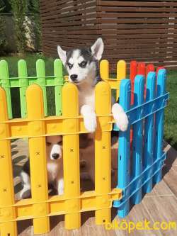 Harika Sibirya Husky Yavrularımız 5