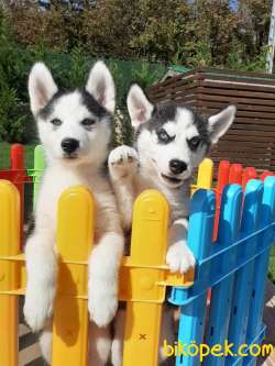 Harika Sibirya Husky Yavrularımız 1
