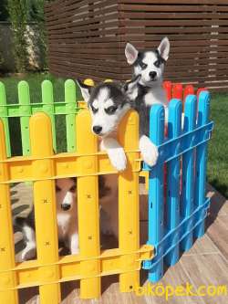 Harika Sibirya Husky Yavrularımız 3