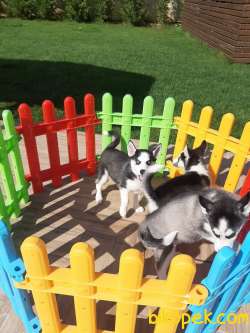 Harika Sibirya Husky Yavrularımız 2