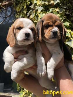 Harika Şirin Beagle Yavrularımız 3