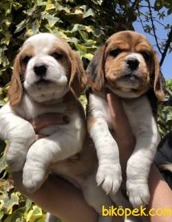 Harika Şirin Beagle Yavrularımız 2