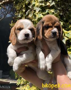 Harika Şirin Beagle Yavrularımız