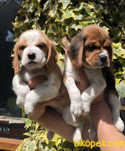 Harika Şirin Beagle Yavrularımız 5