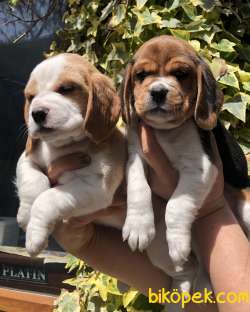Harika Şirin Beagle Yavrularımız 4