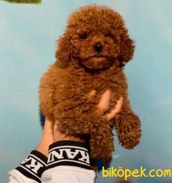 HARİKA TONA SAHİP DİŞİ RED BROWN TOY POODLE 1