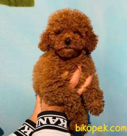 HARİKA TONA SAHİP DİŞİ RED BROWN TOY POODLE 2