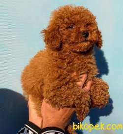 HARİKA TONA SAHİP DİŞİ RED BROWN TOY POODLE 3