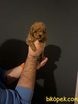 Harika Toy Poodle 2