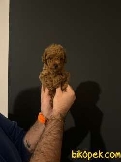 Harika Toy Poodle