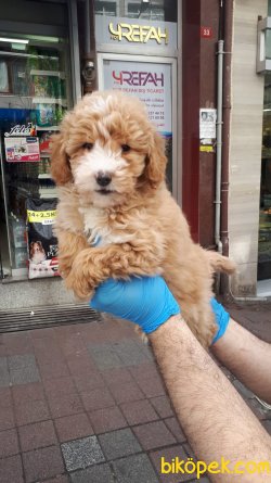 HARIKA TOY POODLE YAVRULAR 1