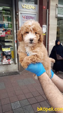 HARIKA TOY POODLE YAVRULAR 2
