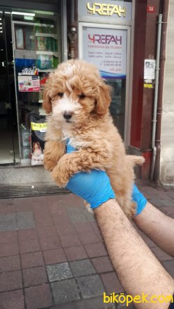 HARIKA TOY POODLE YAVRULAR 4