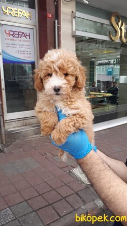 HARIKA TOY POODLE YAVRULAR 3