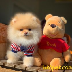Harika Tüy Yapısı Ile Pomeranian Kızımız ‘LETTY’ 4